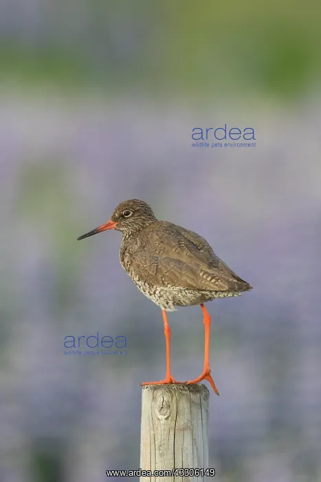 : Redshank - adult bird standing on a post - Iceland : Redshank - adult bird standing on a post - Iceland