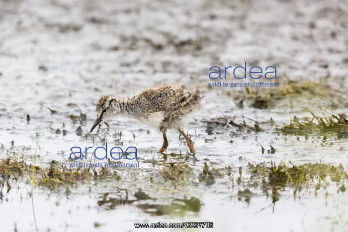 : Redshank - chick foraging for food in mud on lake : Redshank - chick foraging for food in mud on lake