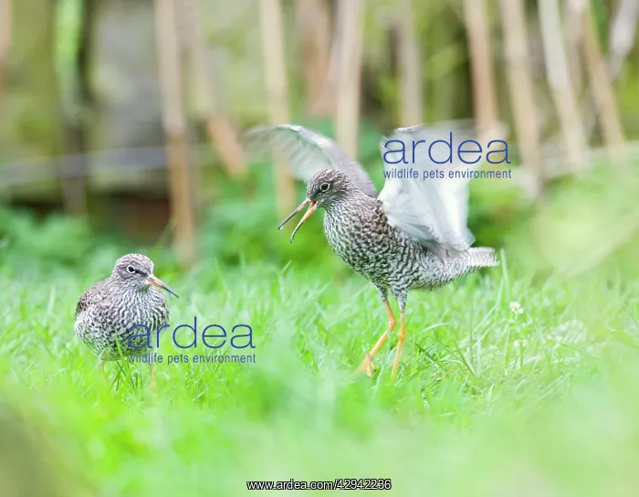 : Redshank - displaying : Redshank - displaying