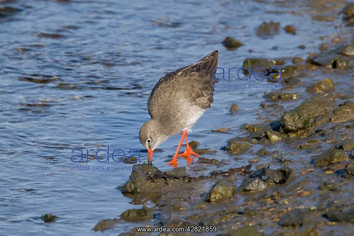 : Redshank - feeding : Redshank - feeding