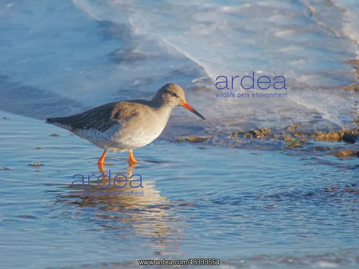 : Redshank feeding in icy water Tringa totanus Wallasea : Redshank feeding in icy water Tringa totanus Wallasea