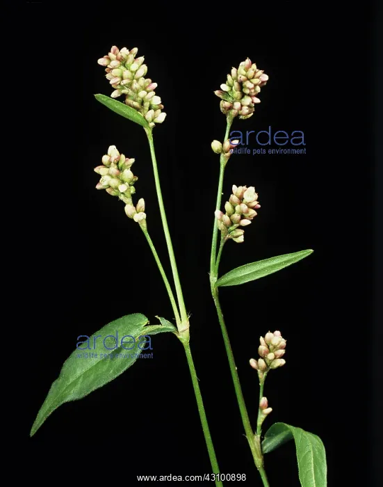 : Redshank Flowers : Redshank Flowers