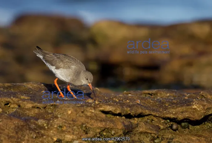 : Redshank - looking for food on top of rocks : Redshank - looking for food on top of rocks