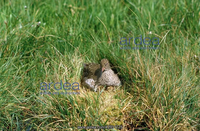  : Redshank - at nest with chicks