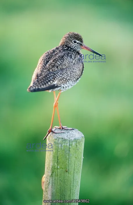 : REDSHANK - perched : REDSHANK - perched