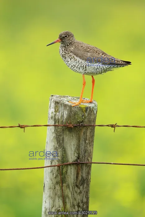 : Redshank - on post with buttercup meadow in background : Redshank - on post with buttercup meadow in background