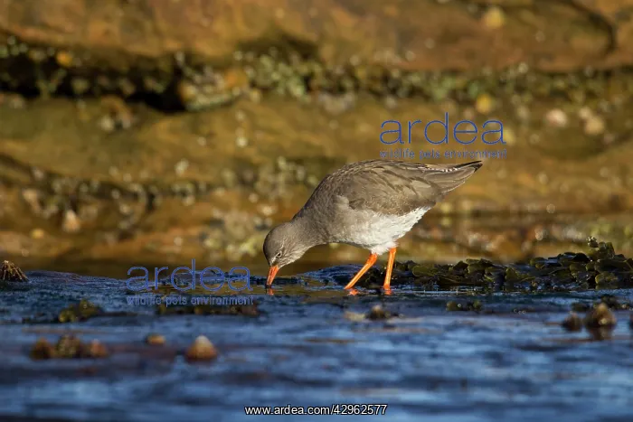: Redshank - searching rock pools for food : Redshank - searching rock pools for food