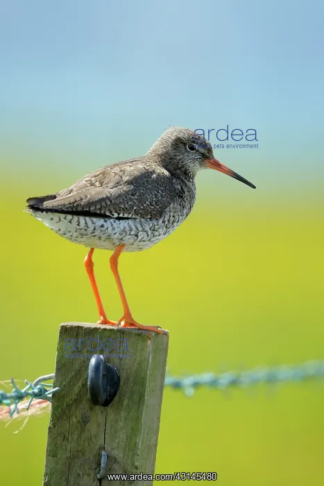: Redshank standing on a pole : Redshank standing on a pole
