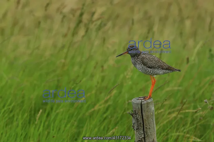 : Redshank ( Tringa totanus ) on a fence post : Redshank ( Tringa totanus ) on a fence post