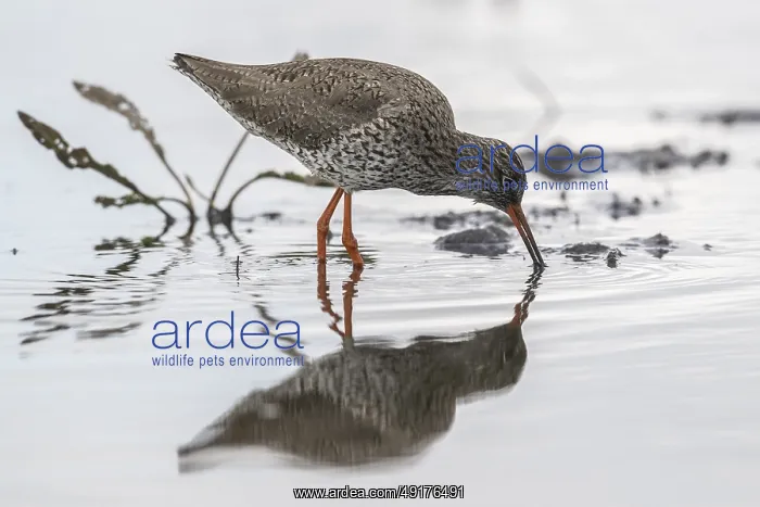: Redshank (Tringa totanus), Lower Saxony, Germany : Redshank (Tringa totanus), Lower Saxony, Germany