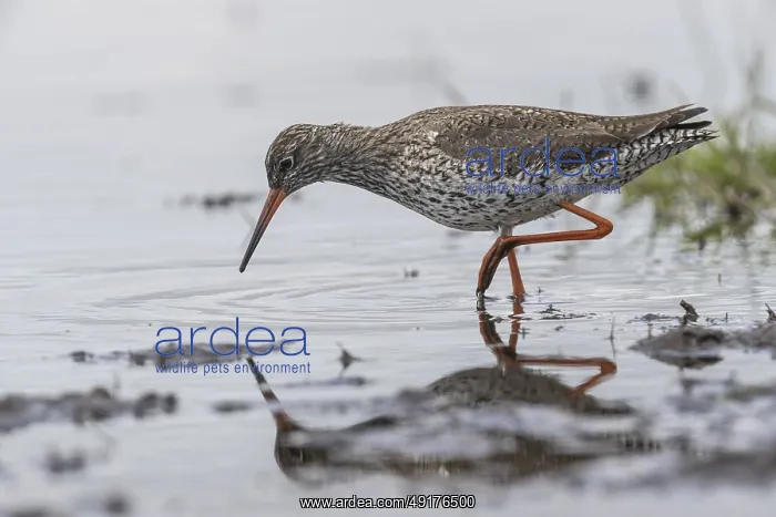: Redshank (Tringa totanus), Lower Saxony, Germany : Redshank (Tringa totanus), Lower Saxony, Germany