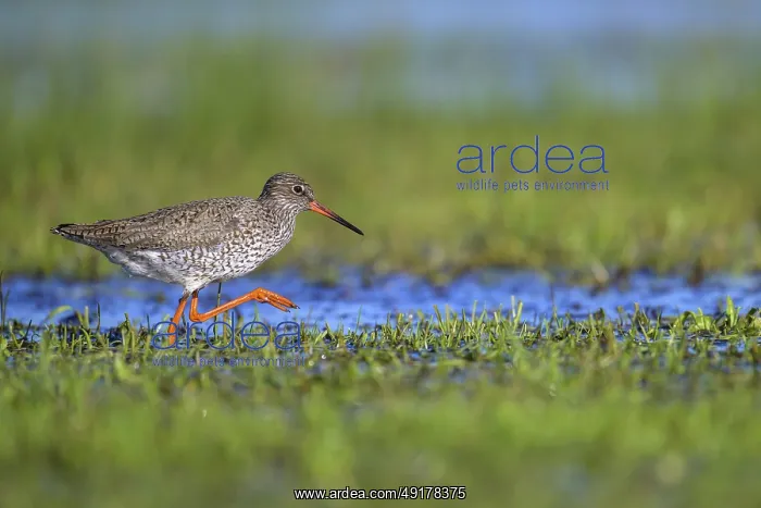 : Redshank (Tringa totanus) with orange legs running along shallow water : Redshank (Tringa totanus) with orange legs running along shallow water