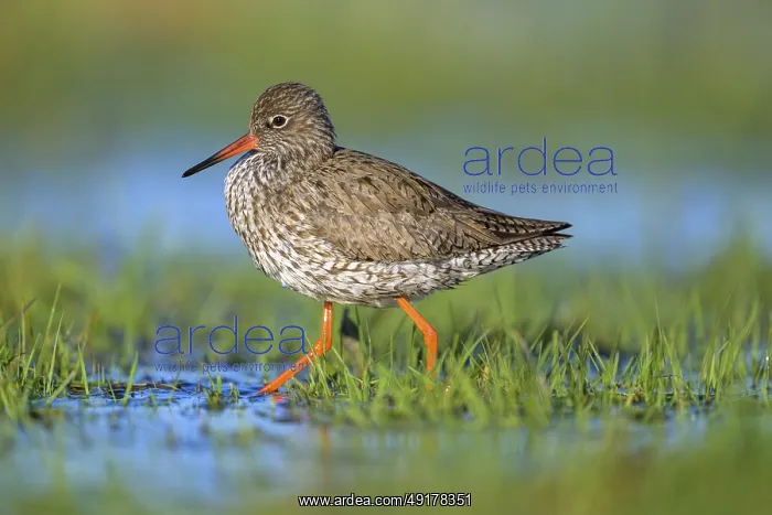 : Redshank (Tringa totanus) with red leg and brown plumage walking through water in a meadow : Redshank (Tringa totanus) with red leg and brown plumage walking through water in a meadow