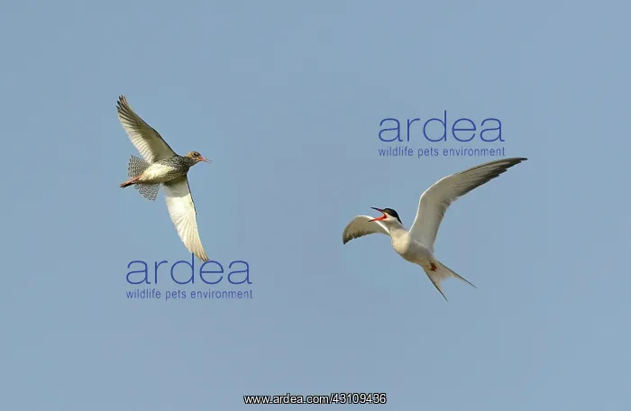 : Redshank (Tringa totanus) scolded by a Common Tern : Redshank (Tringa totanus) scolded by a Common Tern