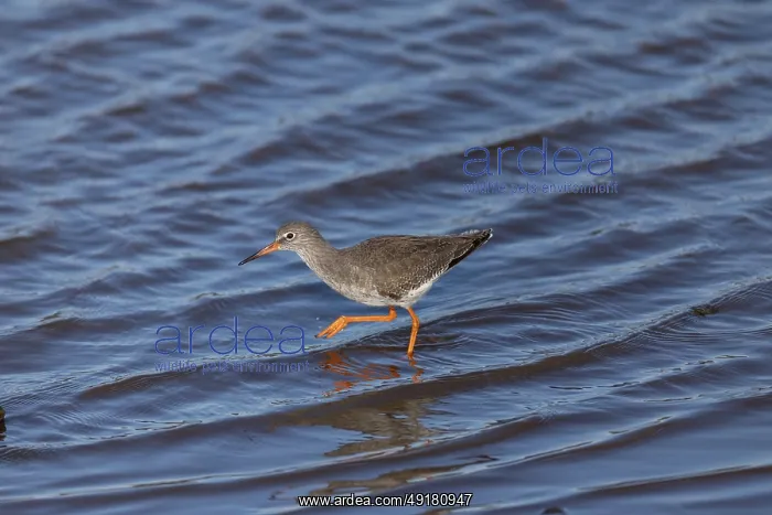 : Redshank - UK