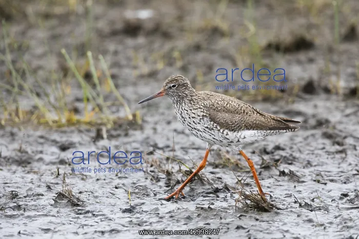 : Redshank - walking across mudflats, foraging for : Redshank - walking across mudflats, foraging for