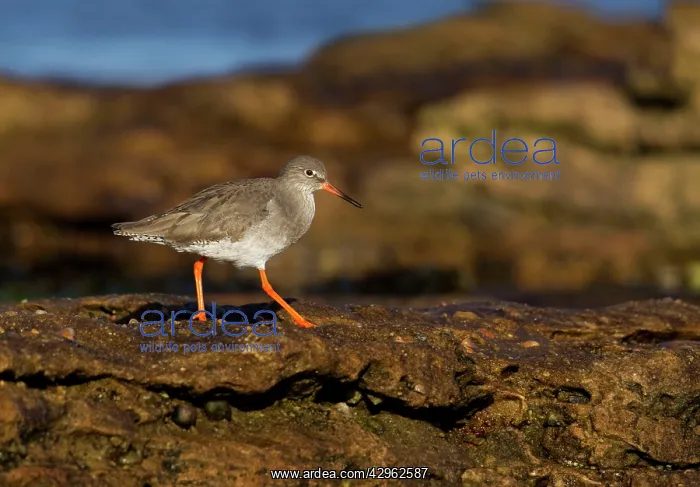 : Redshank - walking on top of rocks : Redshank - walking on top of rocks