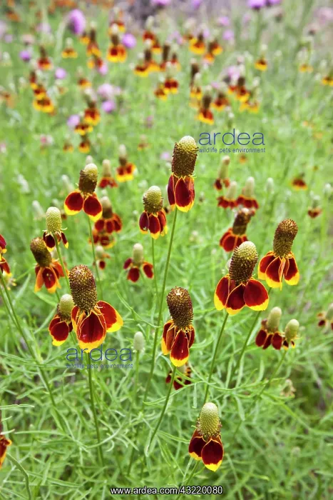 : Redspike Mexican Hat (Ratibida columnaris) : Redspike Mexican Hat (Ratibida columnaris)