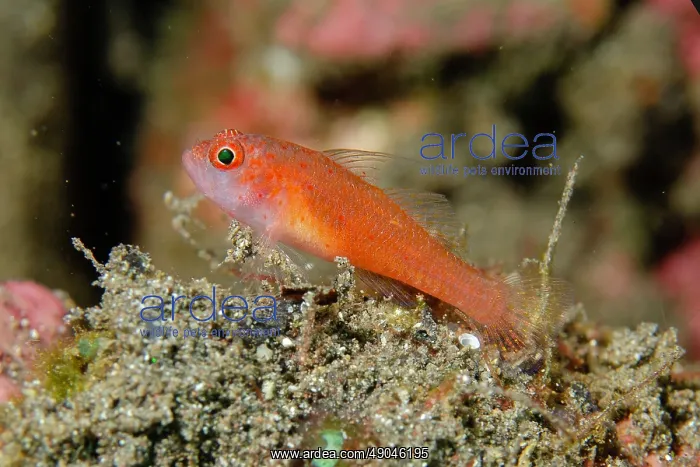: Redspot Dwarfgoby : Redspot Dwarfgoby
