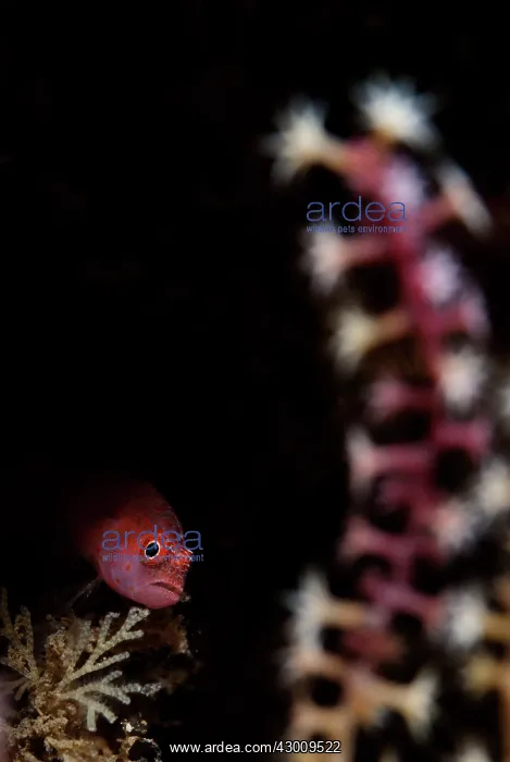 : Redspot Dwarfgoby in hole by coral Nudi Retreat : Redspot Dwarfgoby in hole by coral Nudi Retreat