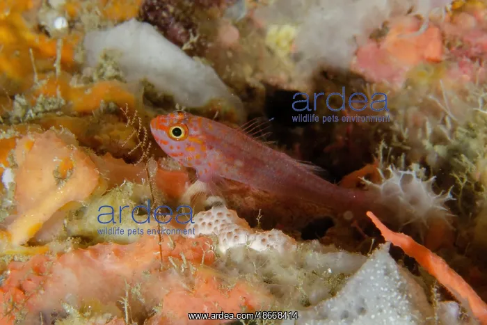 : Redspot Dwarfgoby - Two Tree Island dive site, Sagof : Redspot Dwarfgoby - Two Tree Island dive site, Sagof