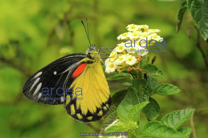 : Redspot Jezebel : Redspot Jezebel