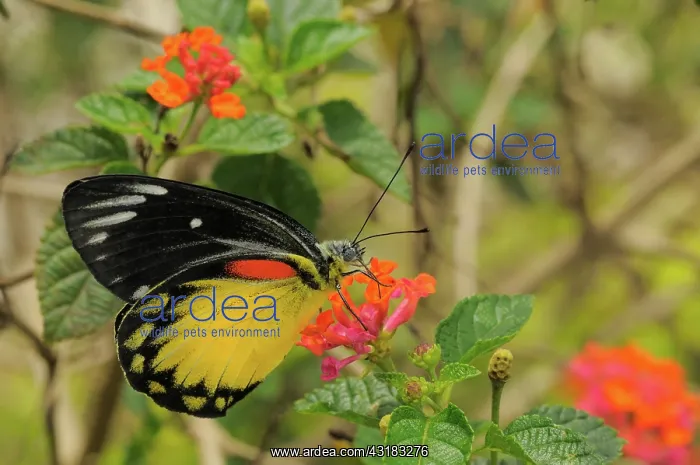 : Redspot Jezebel : Redspot Jezebel