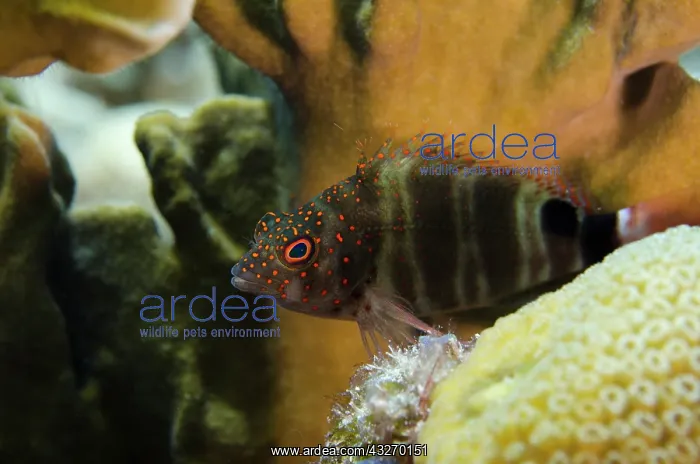 : Redspotted Hawkfish (Amblycirrhitus pinos) : Redspotted Hawkfish (Amblycirrhitus pinos)