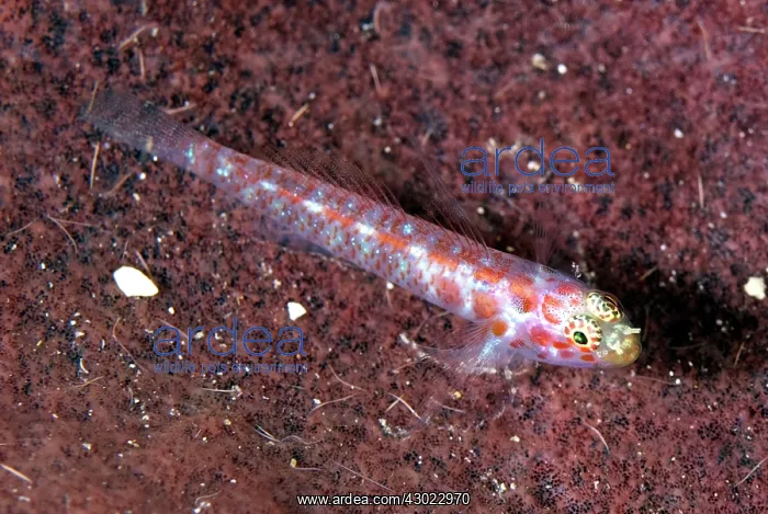  : Redspotted Pygmygoby