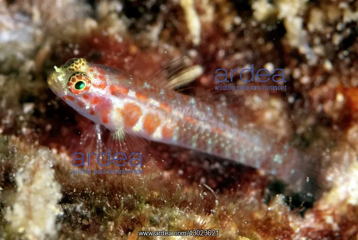 : Redspotted Pygmygoby : Redspotted Pygmygoby