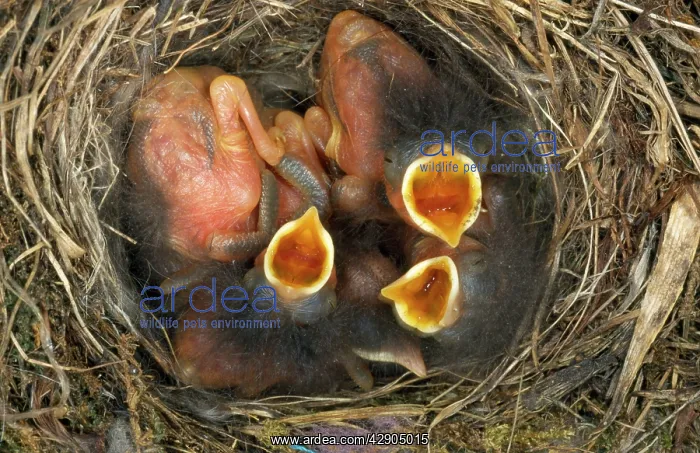 : Redstart - chicks in nest begging for food : Redstart - chicks in nest begging for food