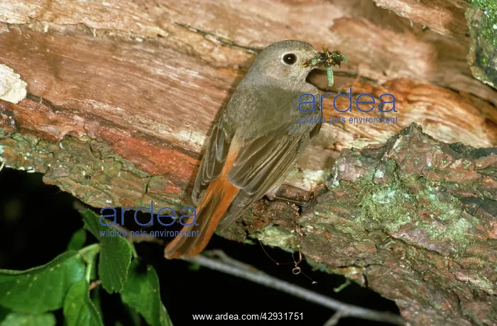  : Redstart - female with food in beak