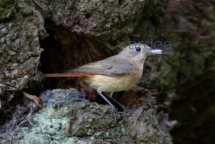 : Redstart - female with food for young standing : Redstart - female with food for young standing