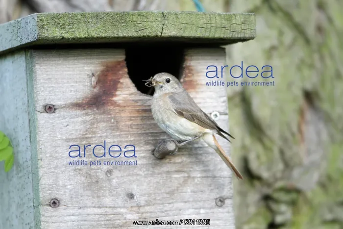 : Redstart - female at nest box entrance : Redstart - female at nest box entrance