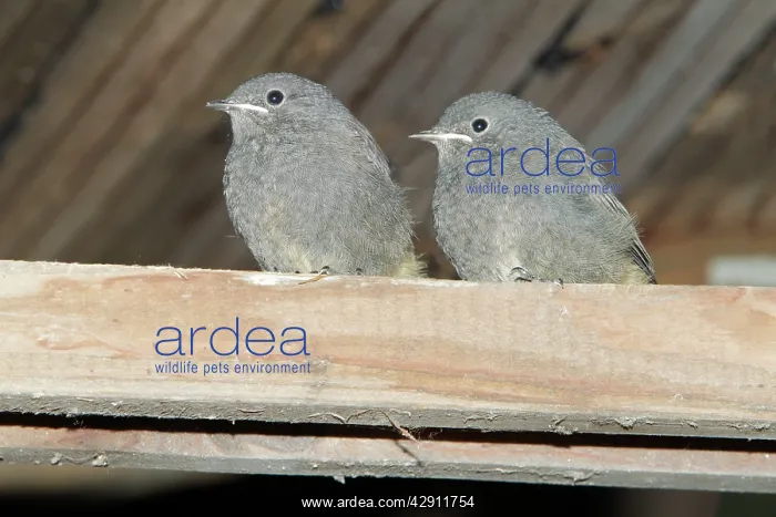 : Redstart - two fledgelings sitting on roof beam : Redstart - two fledgelings sitting on roof beam