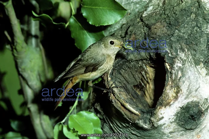 : Redstart - hen at nest : Redstart - hen at nest