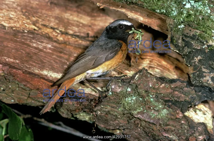 : Redstart - male : Redstart - male
