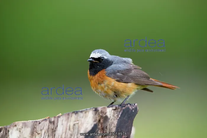  : Redstart male