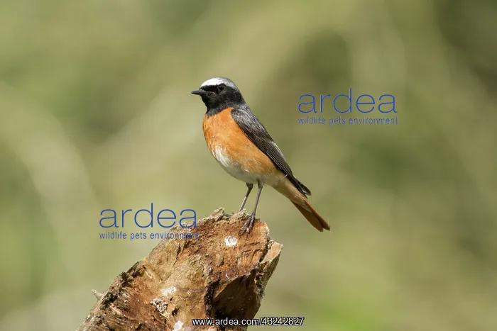 : Redstart - male - on decayed stump - Romania : Redstart - male - on decayed stump - Romania