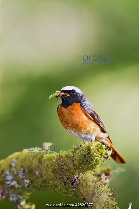 : Redstart - male with food in mouth : Redstart - male with food in mouth