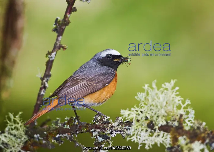 : Redstart - male with food in mouth : Redstart - male with food in mouth