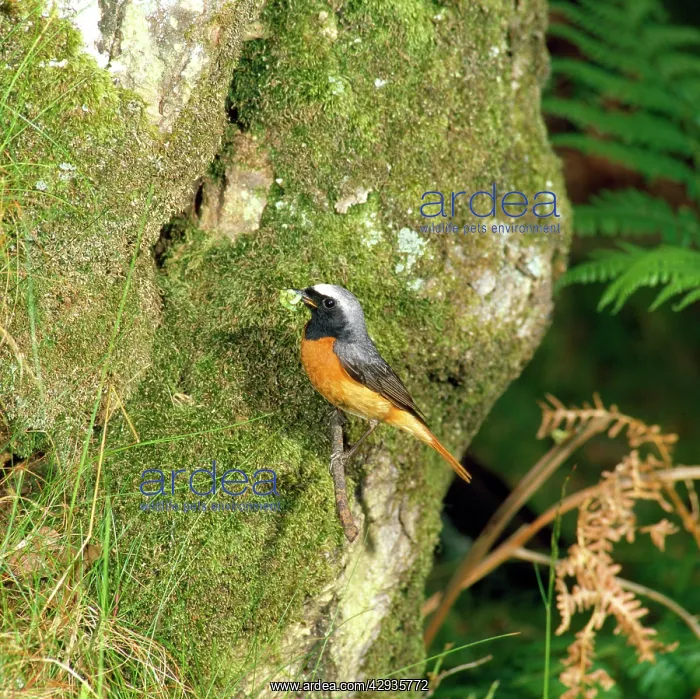: Redstart - male with insect : Redstart - male with insect
