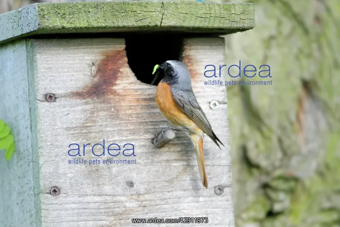  : Redstart - male at nest box entrance