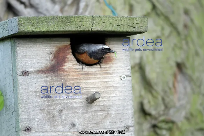 : Redstart - male at nest box entrance : Redstart - male at nest box entrance