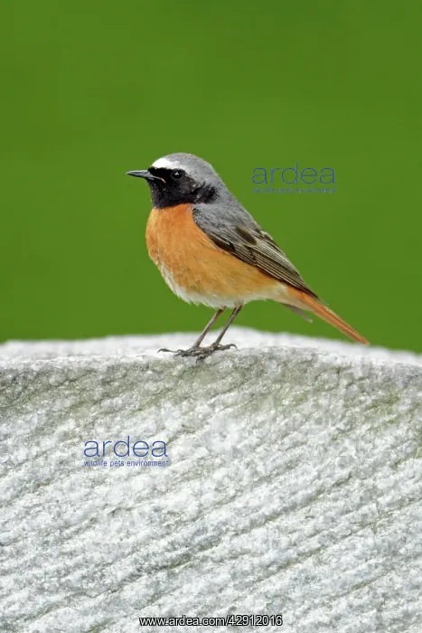 : Redstart - male perched on gravestone : Redstart - male perched on gravestone