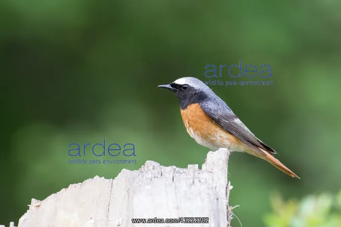 : Redstart - male - perched on stump - Romania : Redstart - male - perched on stump - Romania