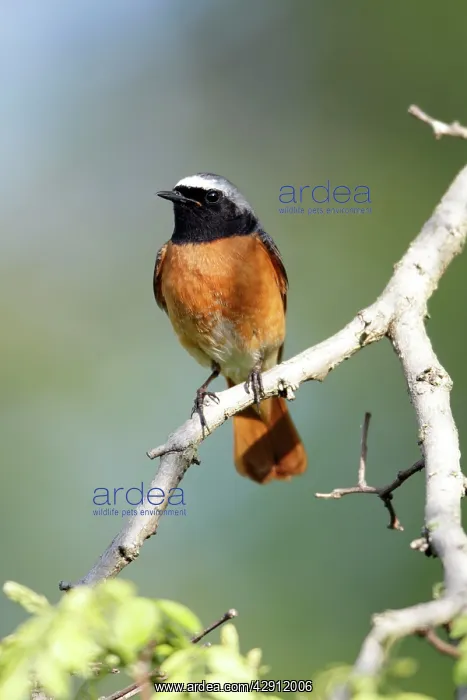 : Redstart - male sitting on branch : Redstart - male sitting on branch