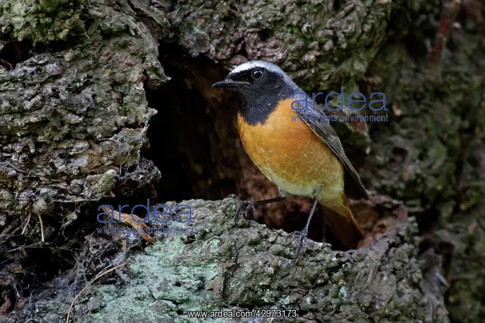 : Redstart - male standing outside nest site on a : Redstart - male standing outside nest site on a