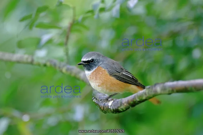  : Redstart - perched on branch