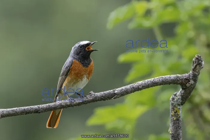 : Redstart (Phoenicurus phoenicurus) : Redstart (Phoenicurus phoenicurus)